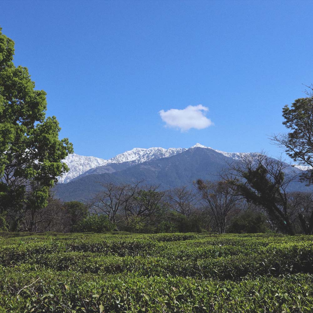 Indian Himalayan First Flush