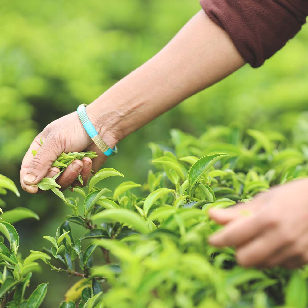 Nepali Gunpowder Green