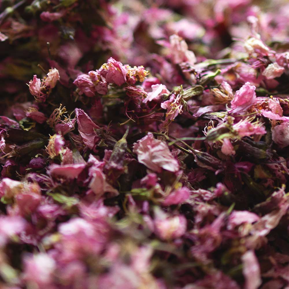 Rare Nepali Cherry Blossom