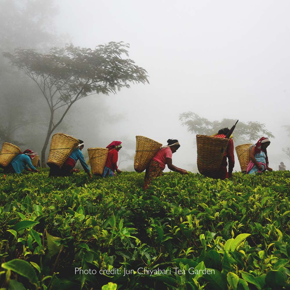 Nepali Tea Exports to India Resume as Policy Hurdles Cleared