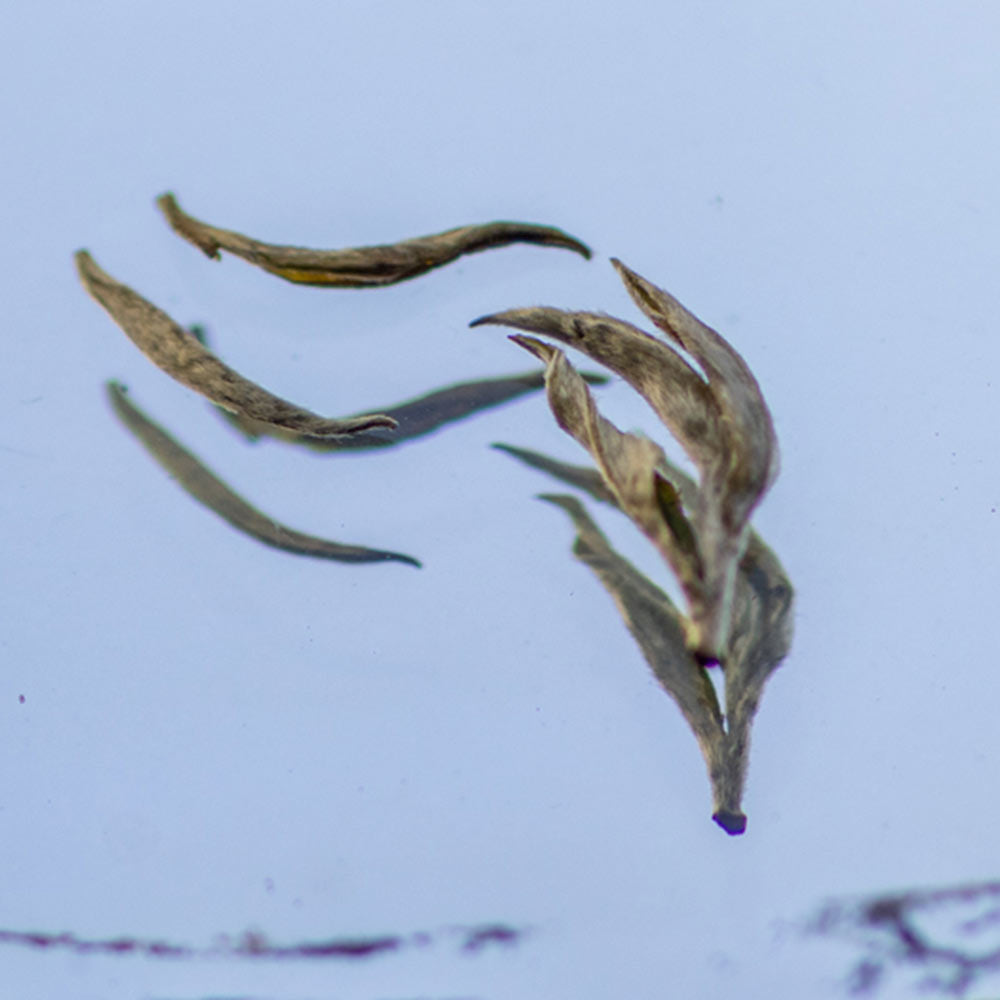 Nepali Himalayan First Flush White