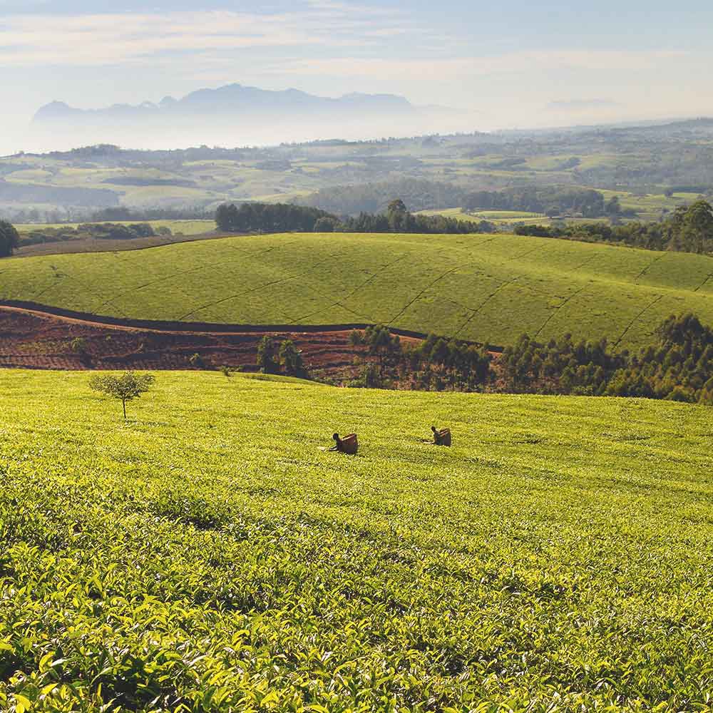 Two tea pickers in rolling tea fields in the Satemwa Estate with trees and mountains in the distance.