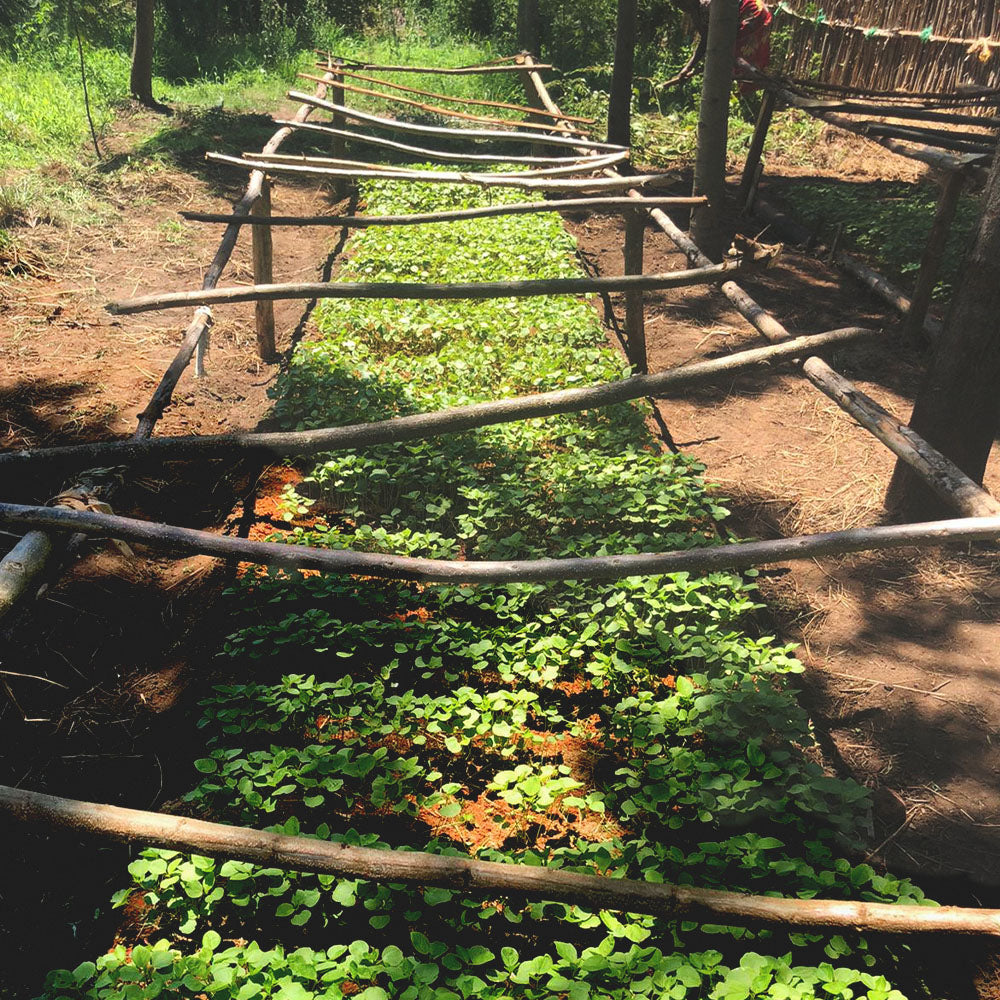 Rare Hibiscus Flowers