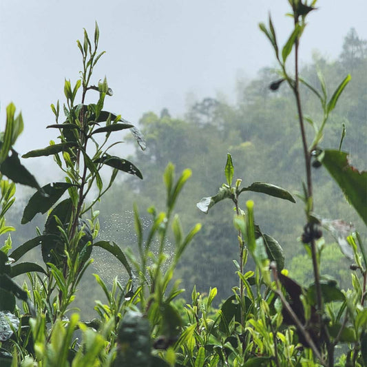 Rare Lapsang Souchong