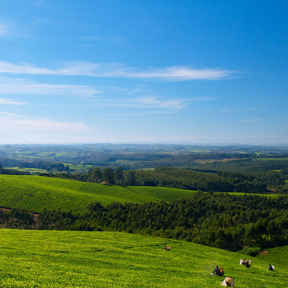 Single Estate Lost Malawi English Breakfast