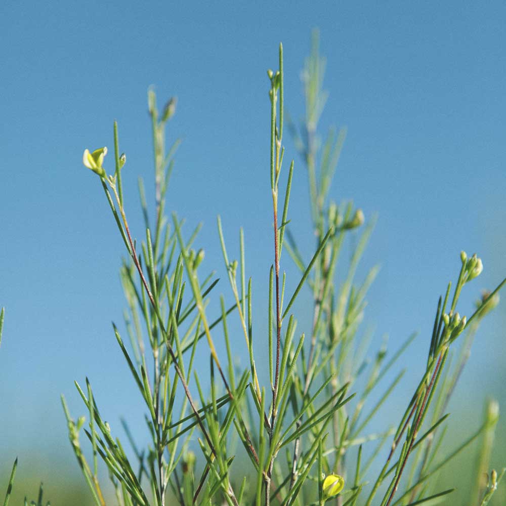 Rooibos plant with small yellow flowers against a clear blue Cedarberg mountains sky.