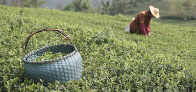 Know Your Rare Tea - Five Loose Leaf Tea Terms Explained