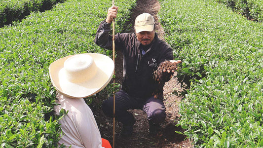 Healthy soil means incredible tea