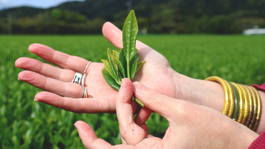 What is Ceremonial Grade Matcha?