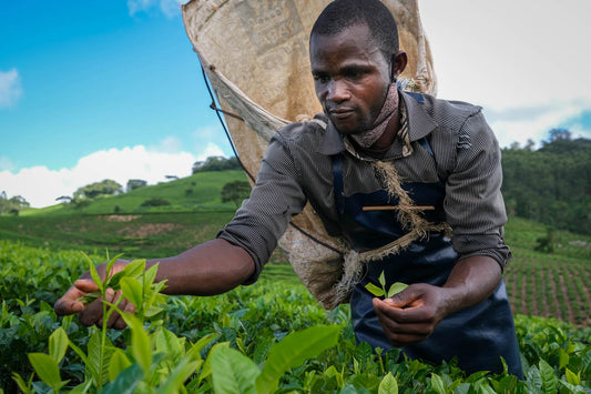 Special Satemwa Harvest