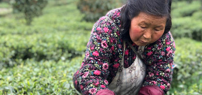China Travels in Spring with the Rare Tea Lady