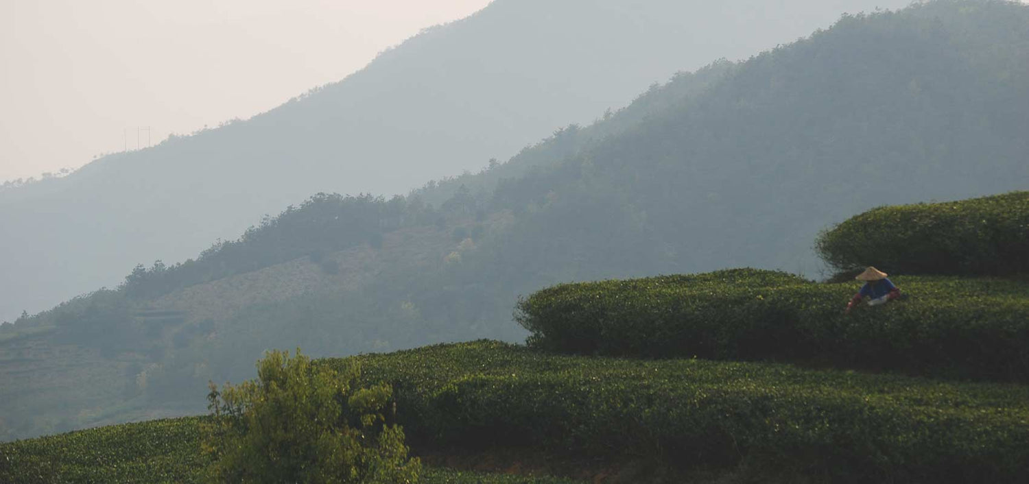 Chinese Loose Leaf Tea