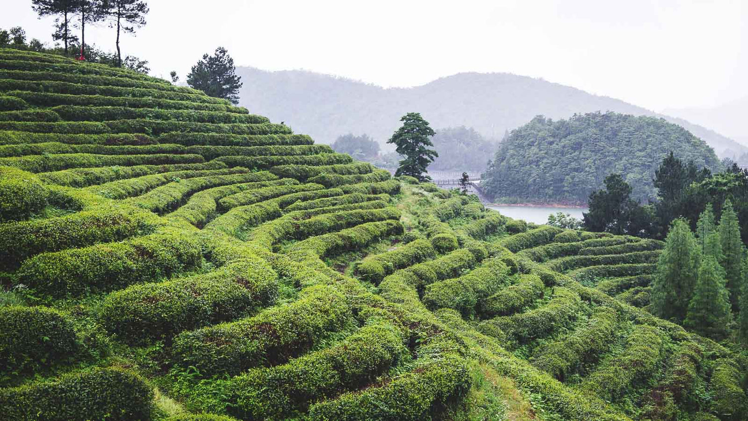 Lapsang Souchong Tea