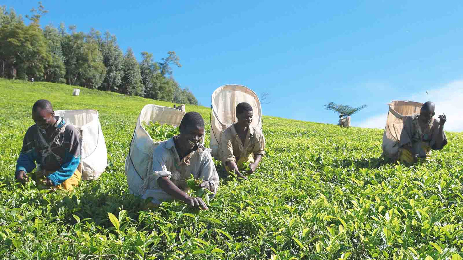 Malawian Tea