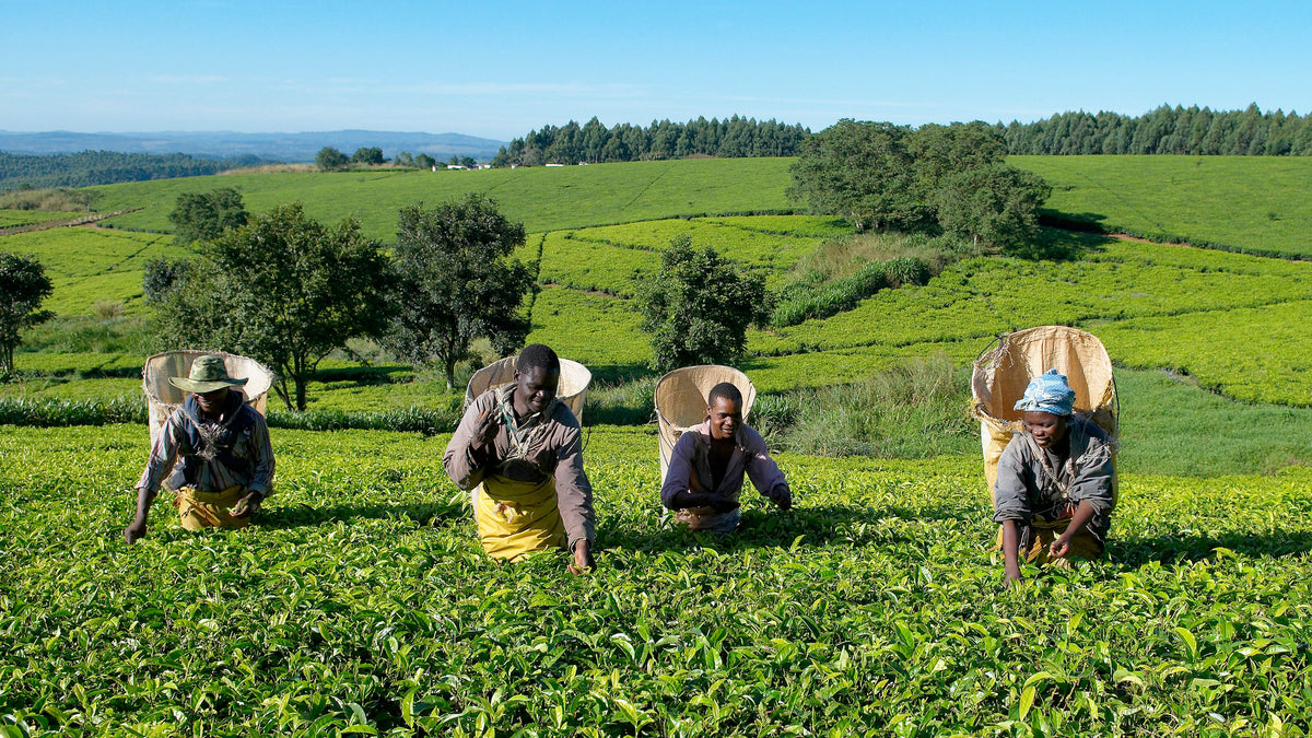Single Estate Lost Malawi English Breakfast Loose Black Tea | Rare Tea ...