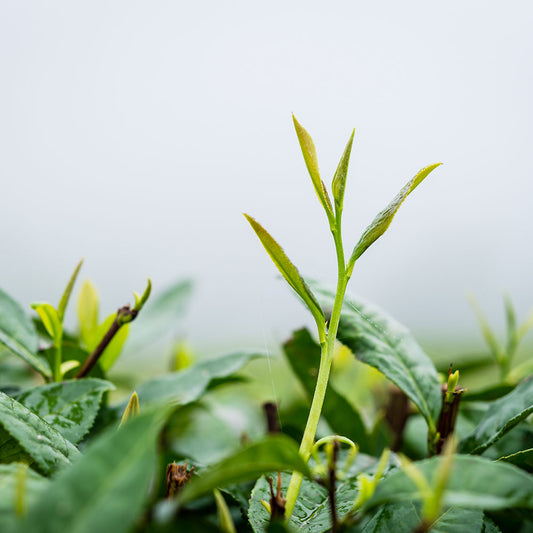 21st Century Breakfast