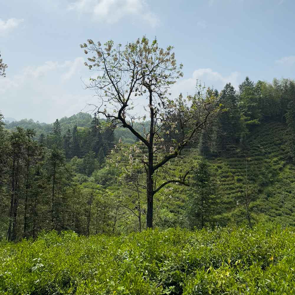 Compare the Pu'er Collection