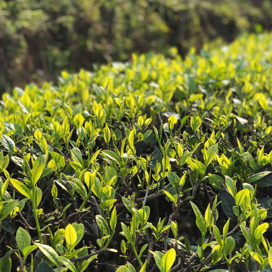 Chinese Emerald Green