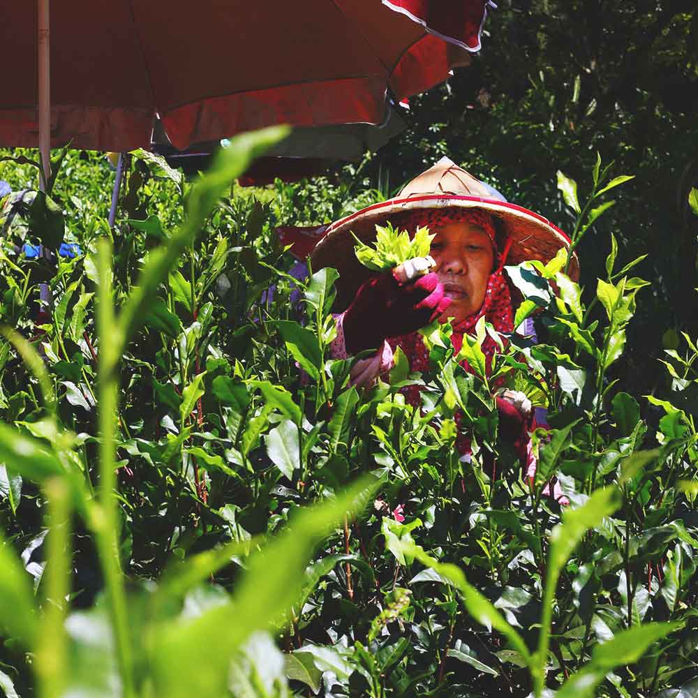 GABA Taiwanese Oolong