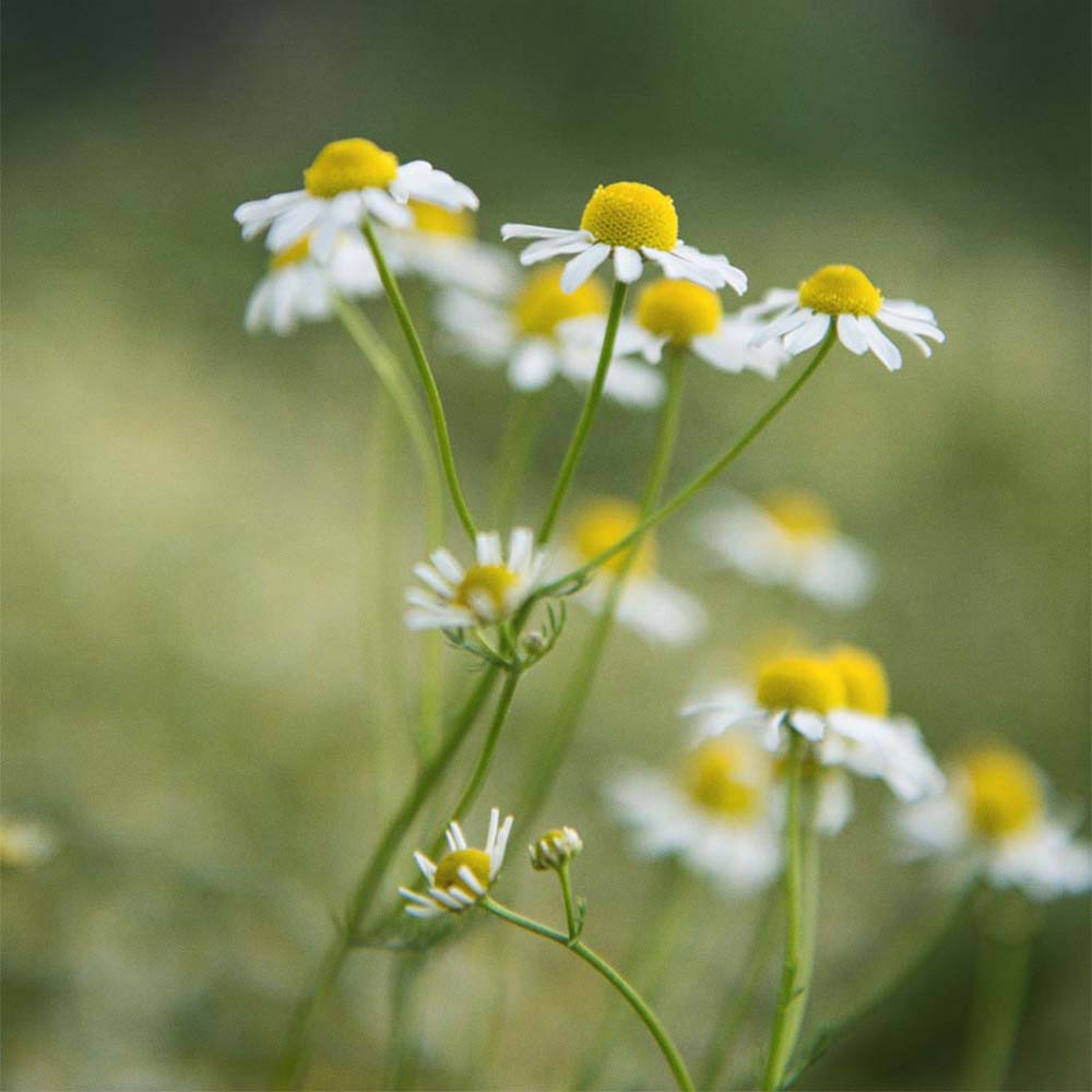 Herbal Tea Collection