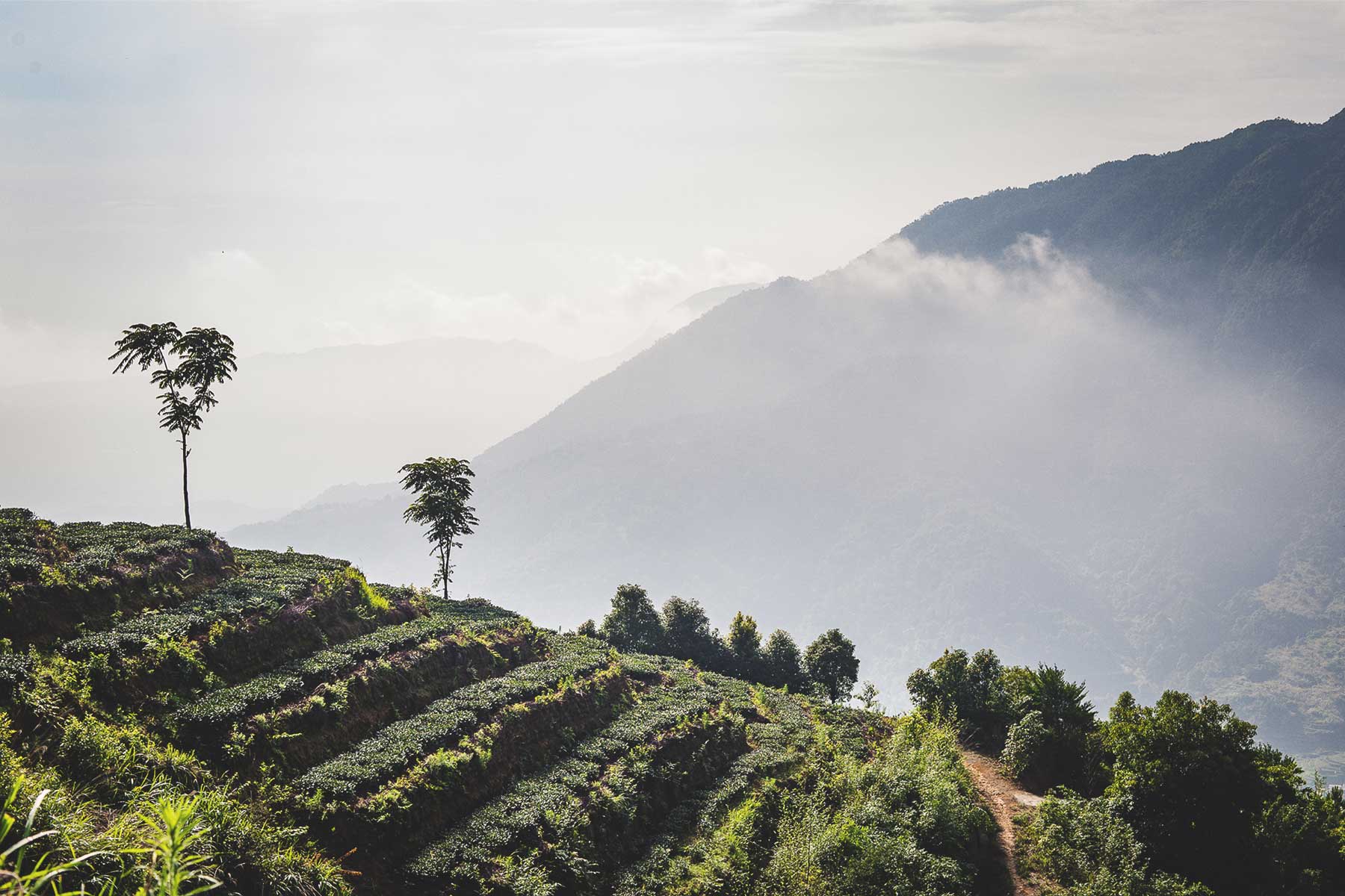 Rare Tea Company | Sustainable Loose Leaf Teas, Teaware and Gifts Rare Tea Company | Sustainable Loose Leaf Teas, Teaware and Gifts