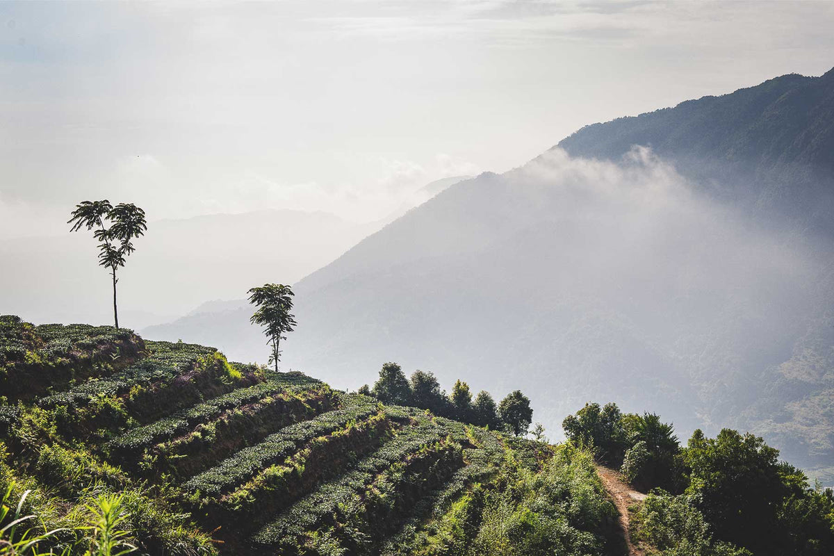 Rare Tea Company | Sustainable Loose Leaf Teas, Teaware and Gifts