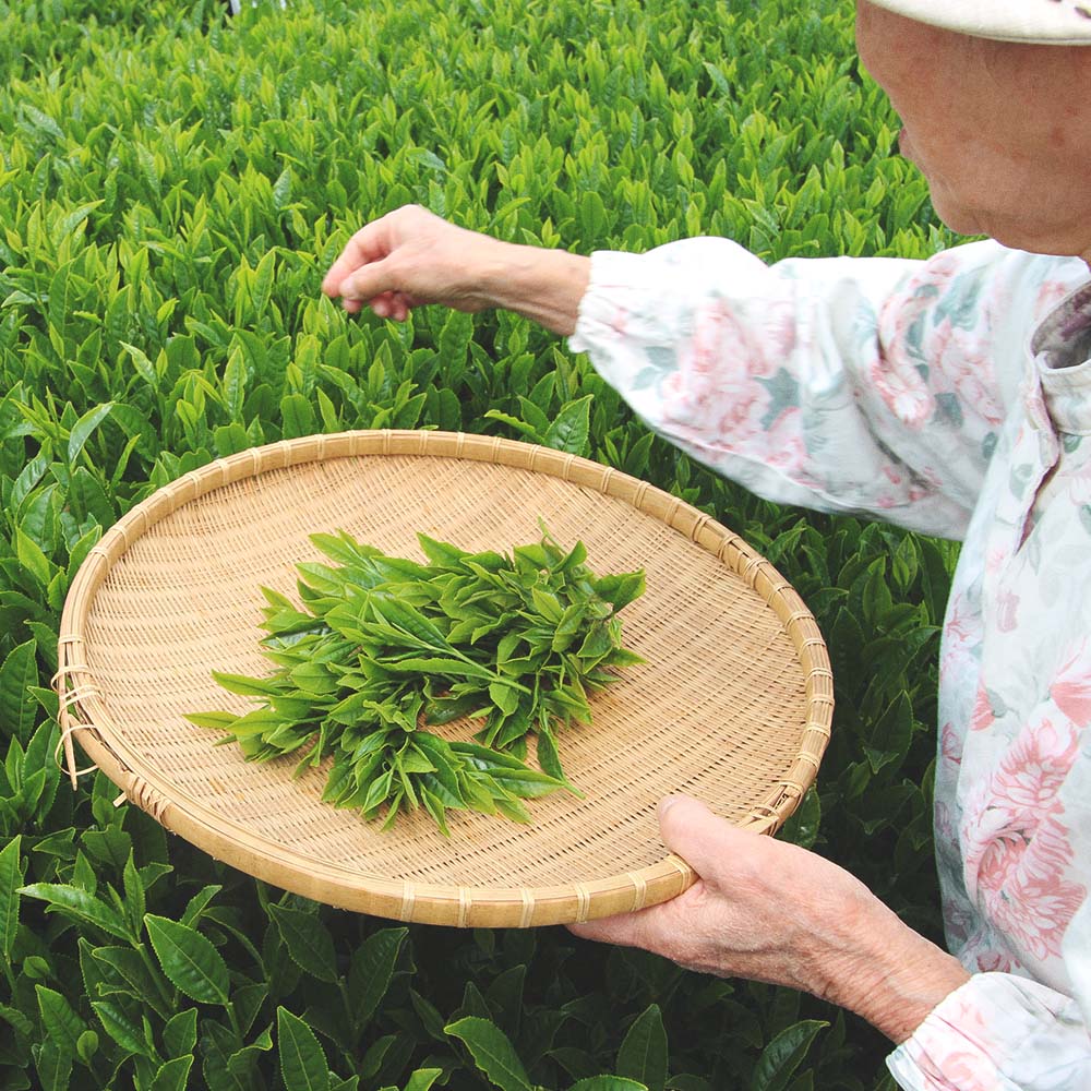 Japanese Hojicha