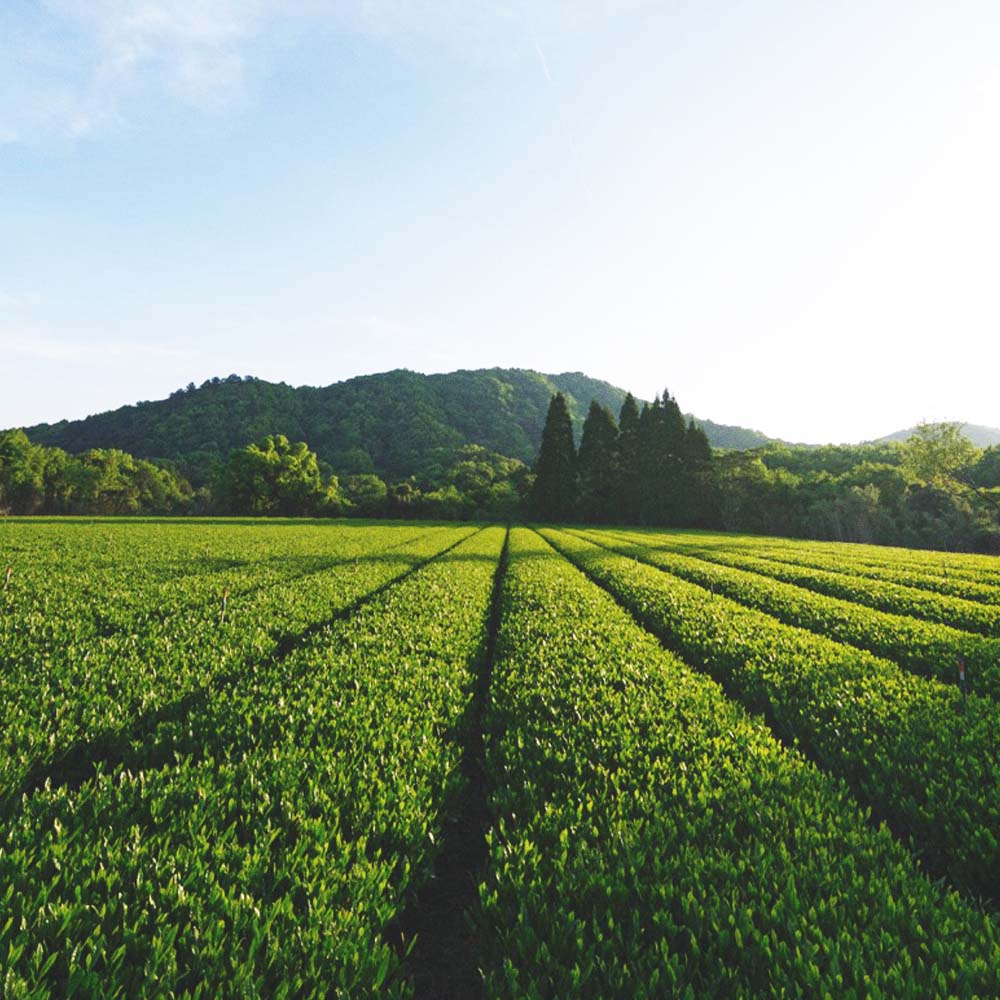 Japanese Toasted Matcha