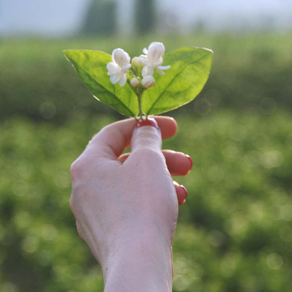 Hand holding a sprig of jasmine with white flowers and green leaves against a blurred green background.