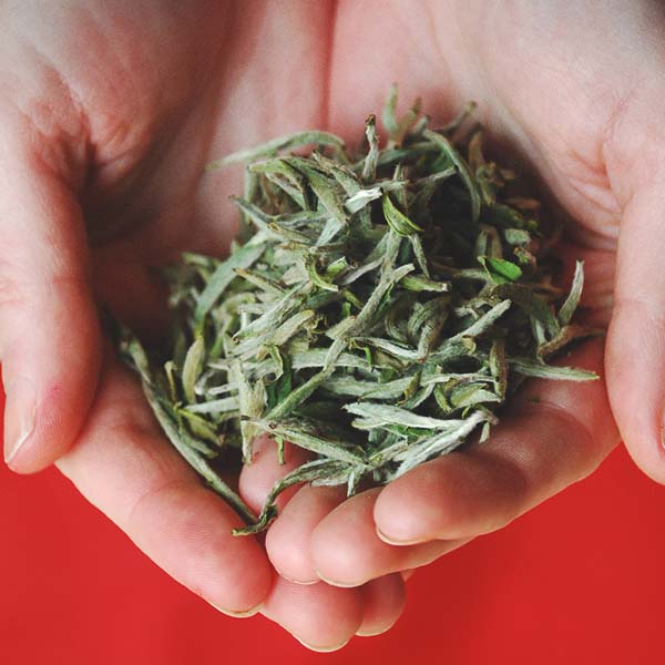 Hands holding a small pile of silver tip white tea leaves against a red background.