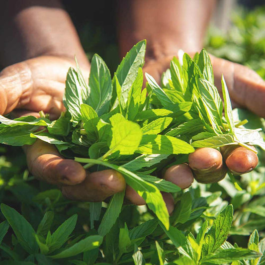 Malawi Spearmint
