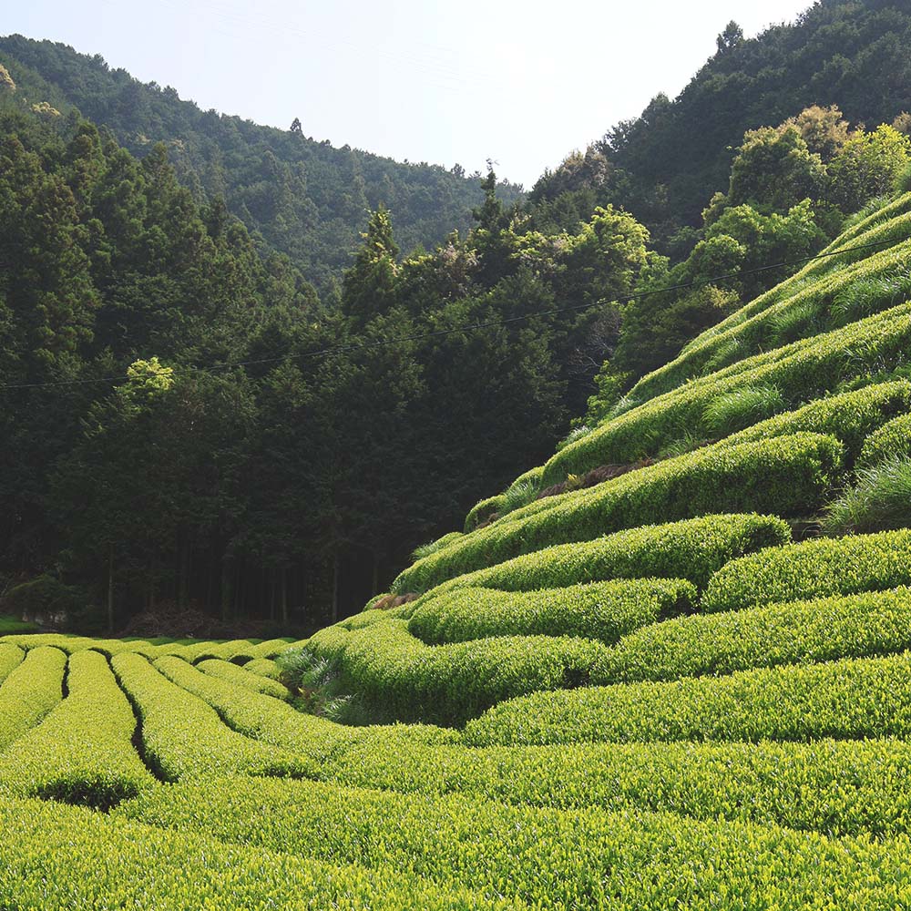 Japanese Moriuchi Koucha