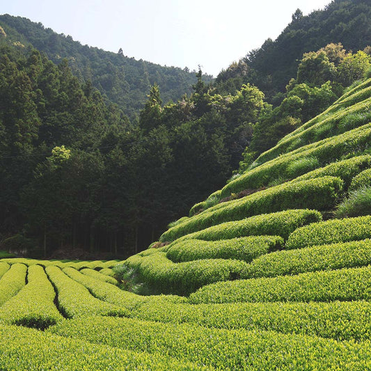 Japanese Moriuchi Koucha