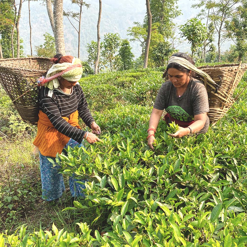 Nepali Gunpowder Green