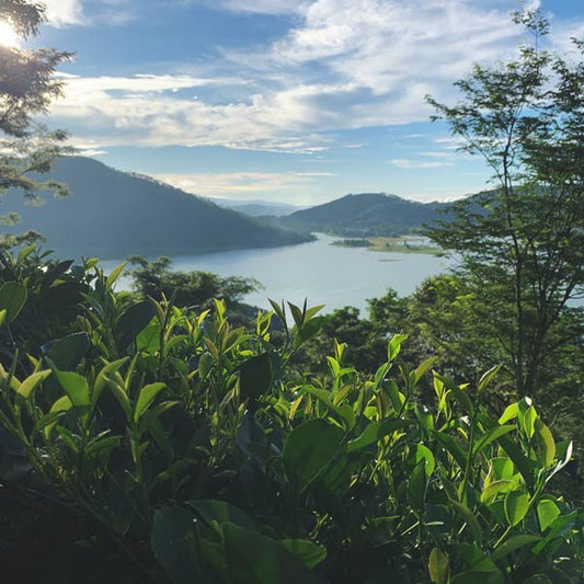 Nepali Himalayan First Flush White