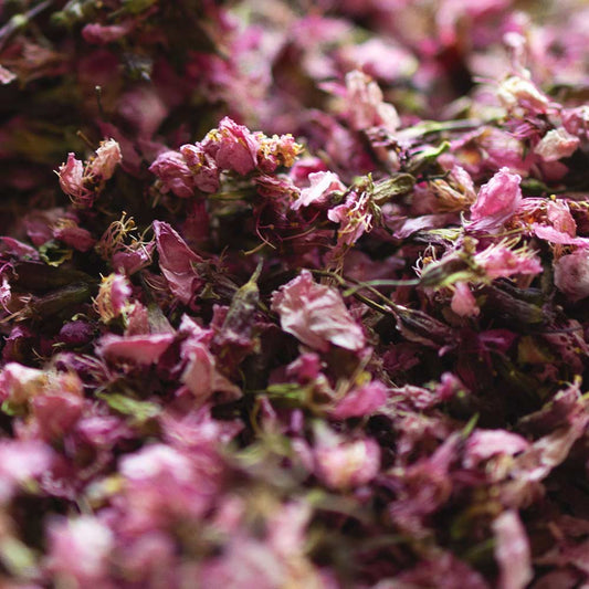 Rare Nepali Cherry Blossom