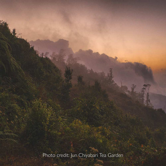 Nepali Himalayan First Flush White