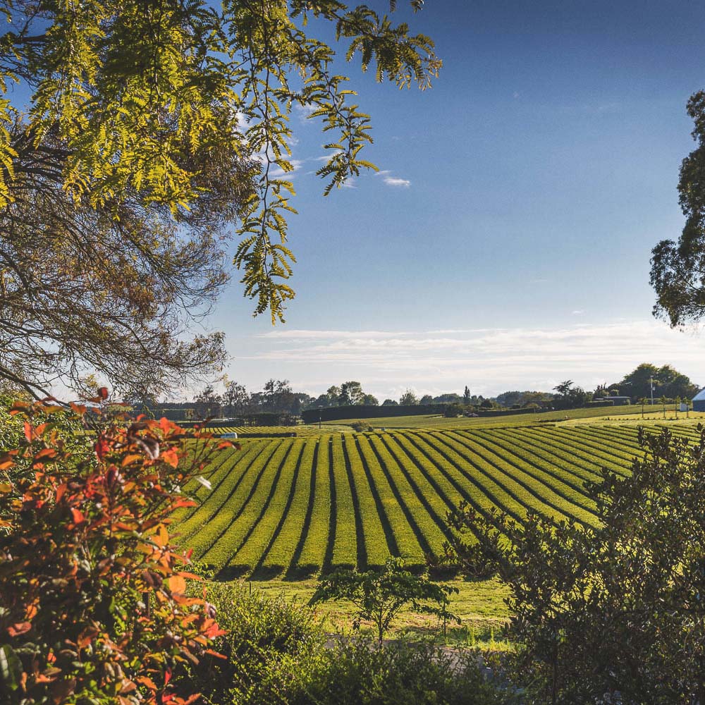 New Zealand Waikato Black