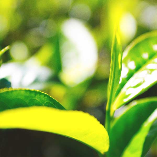 Close-up of vibrantly green tea leaves with a blurred background.