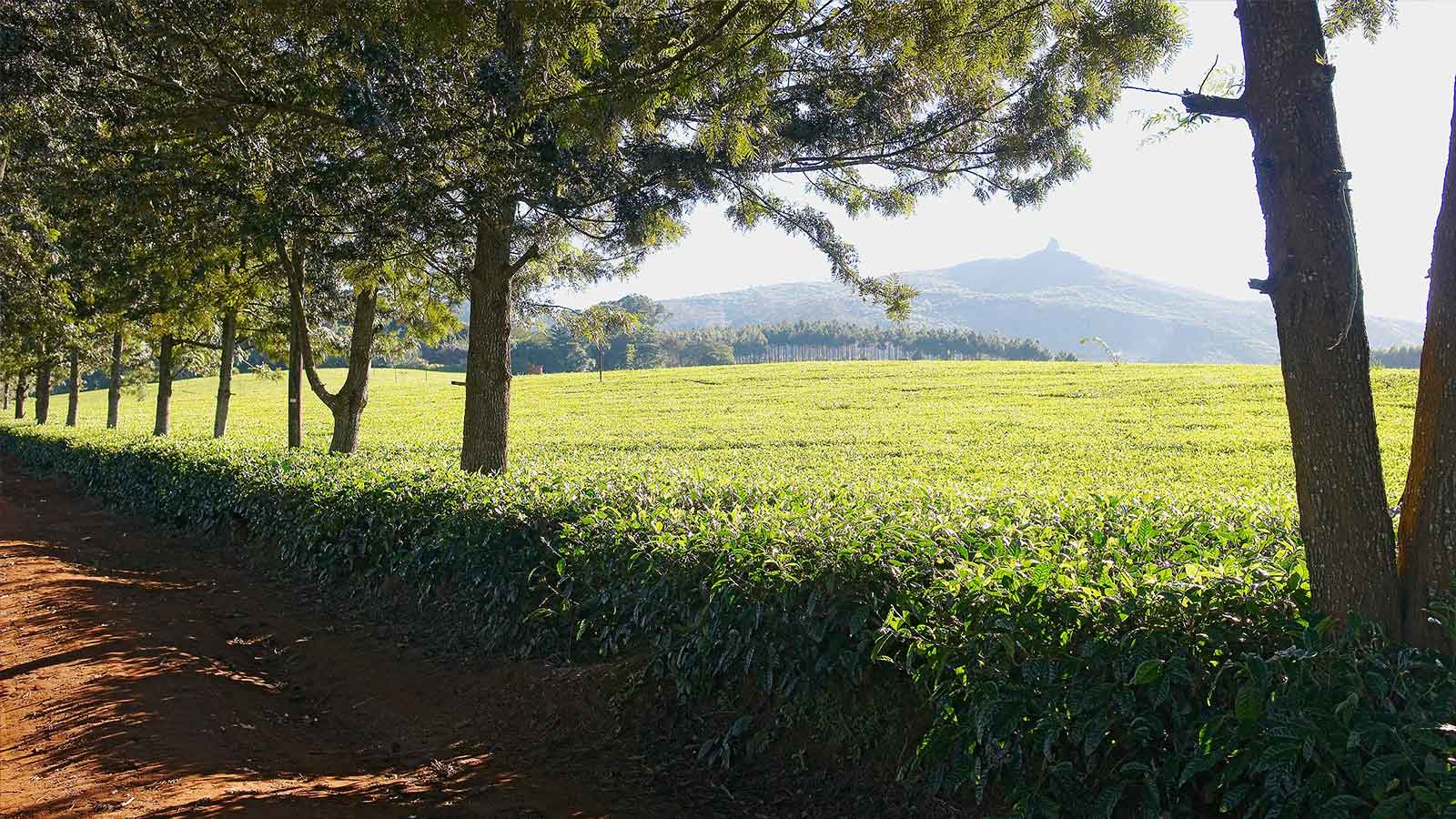Looking from a dirt track onto rolling tea fields on the Satemwa Estate with rows of tea bushes under a clear sky.