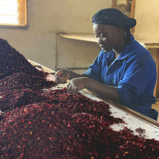 Rare Hibiscus Flowers