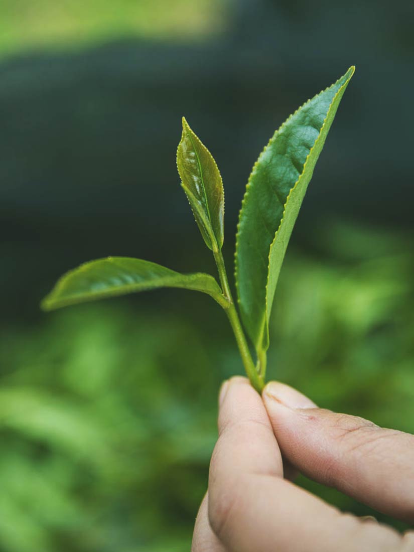 The Tea Lady's Personal Tea Collection