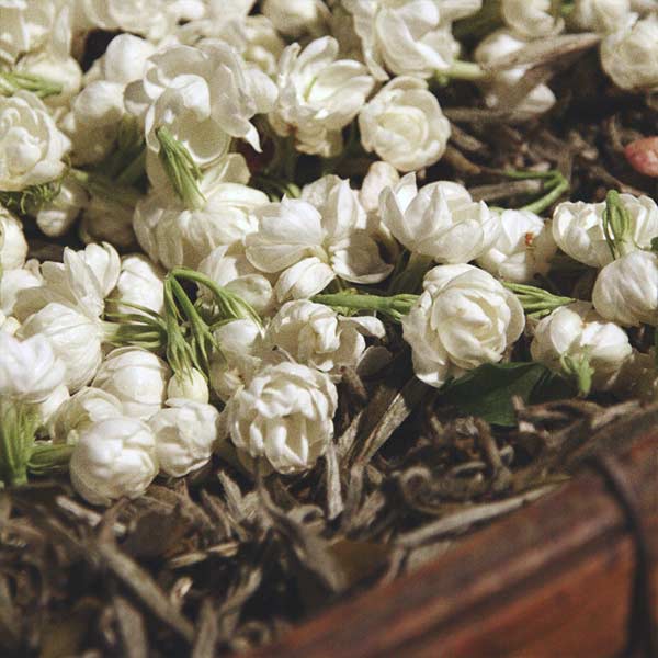 Close-up of white jasmine flowers with sitting on silver tip tea leaves on a dark wooden tray.