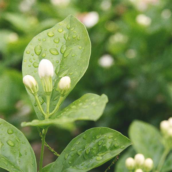 Close-up of green jasmine leaves with water droplets and white  jasmine flowers in the background.