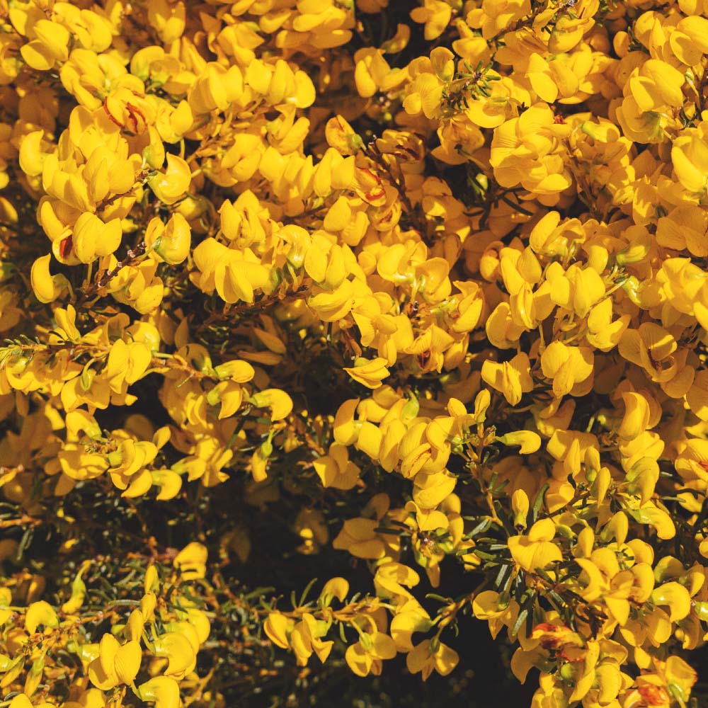 South African Honeybush