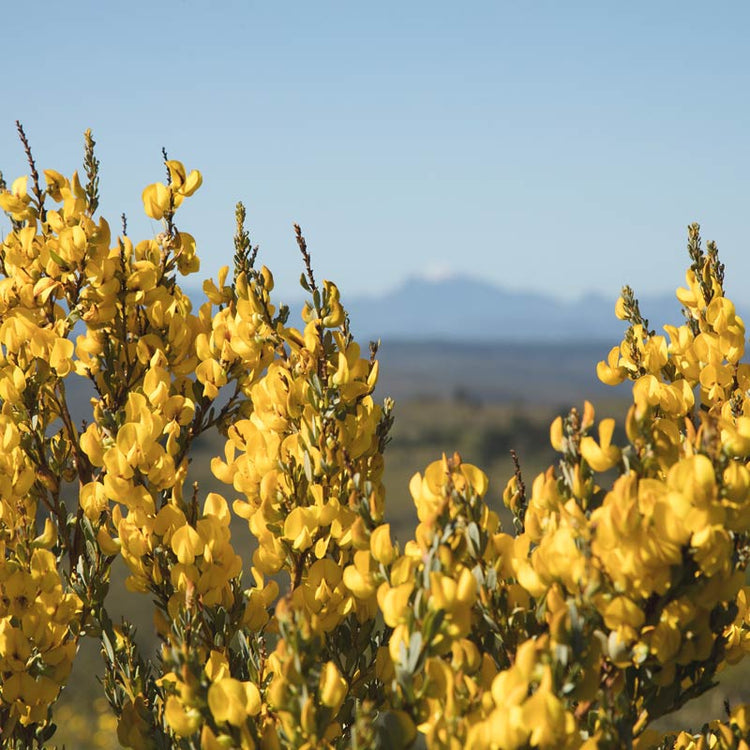 South African Honeybush | Rare Tea Company