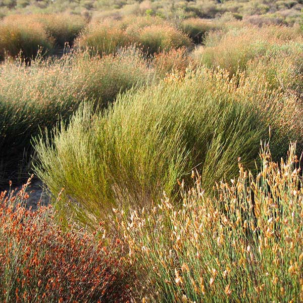 Short, stubby wild rooibos plants in the Cederberg mountains.