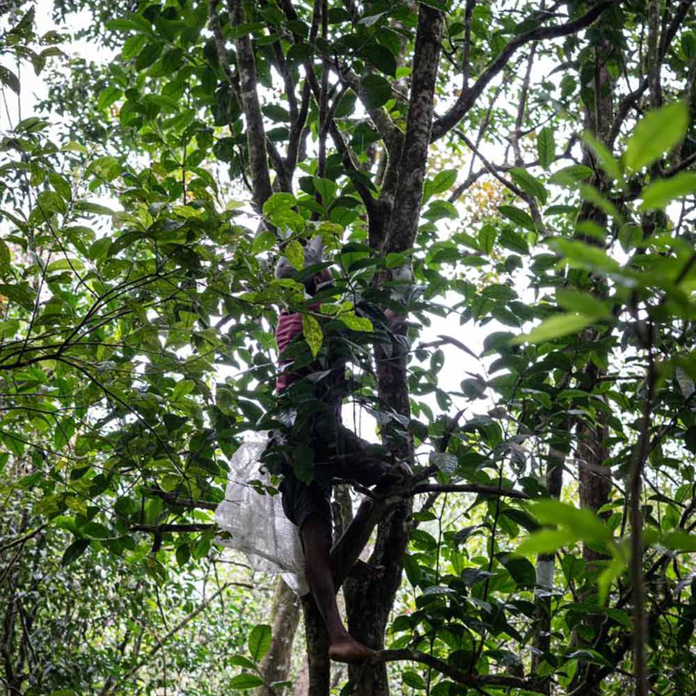 Sri Lankan Vanilla Tea