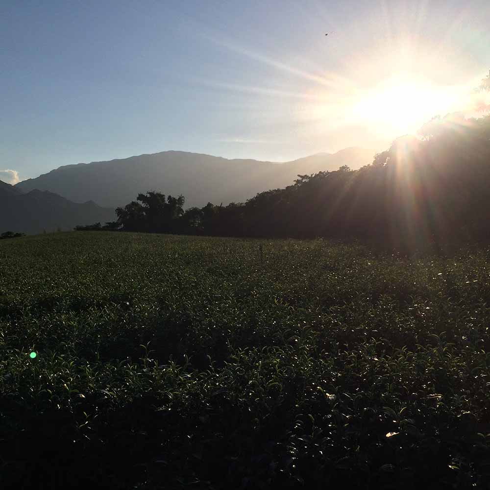 Taiwanese Sunset Oolong
