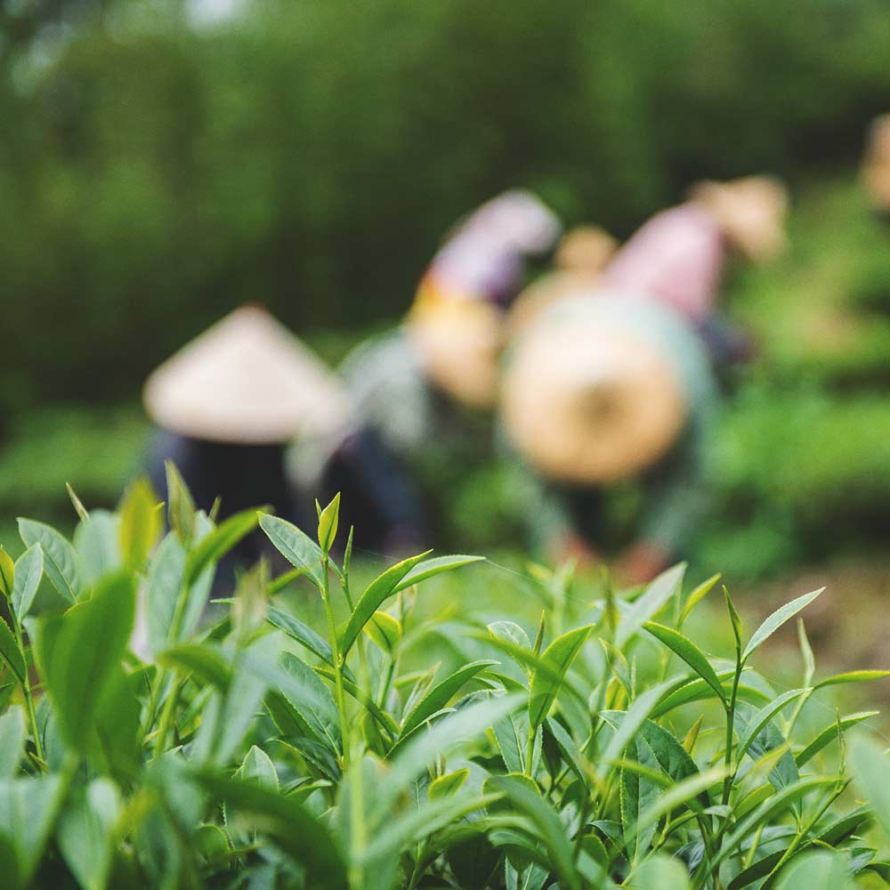 Taiwanese Emerald Lake Oolong